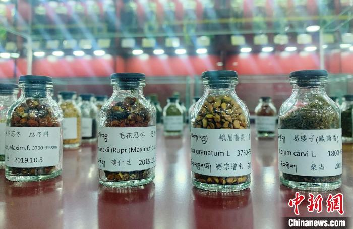 圖為海拔3500米以上珍貴草藥種子?！●R銘言 攝