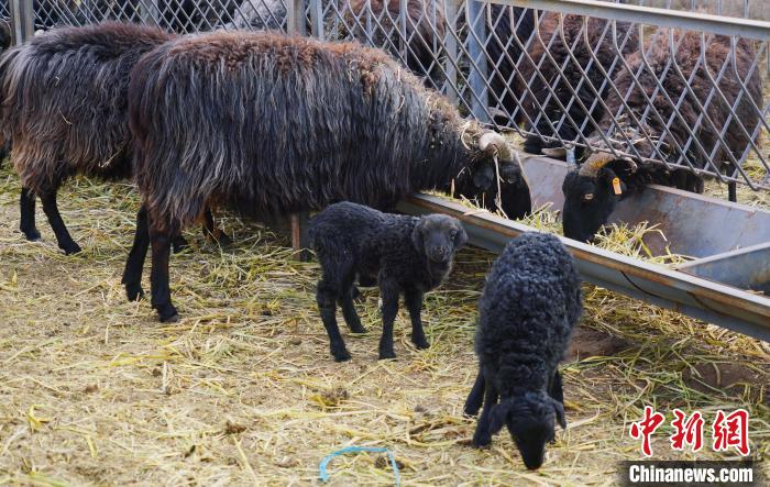 圖為黑藏羊及小羊羔正在吃草。　馬銘言 攝
