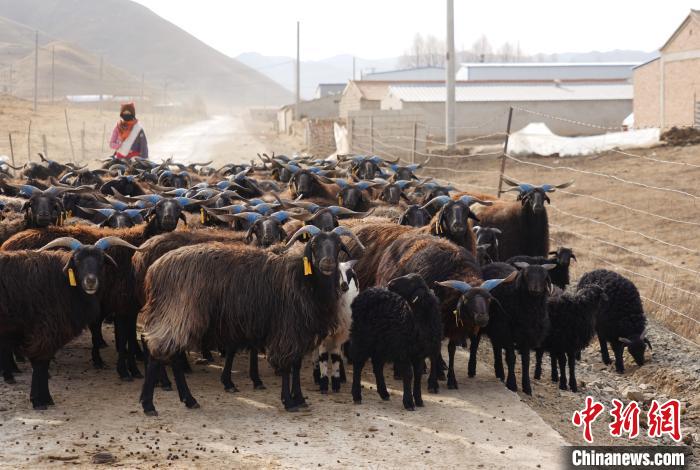 圖為牧民家的黑藏羊?！●R銘言 攝