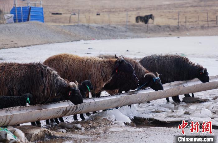 圖為黑藏羊正在喝水?！●R銘言 攝