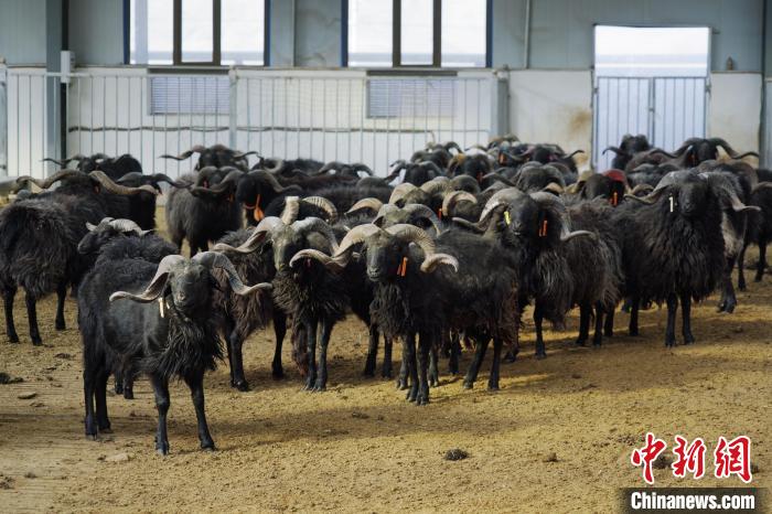 圖為黑藏羊?！●R銘言 攝