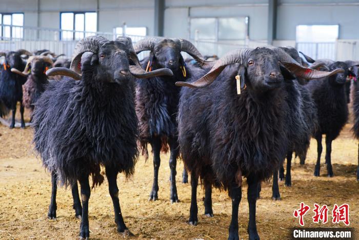 圖為黑藏羊?！●R銘言 攝