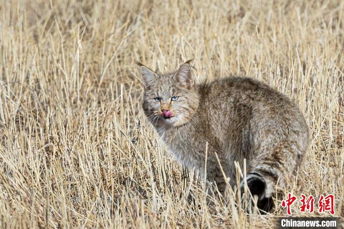 圖為拍攝到的荒漠貓?！O春生 攝