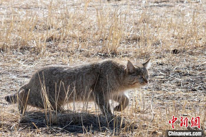 圖為拍攝到的荒漠貓?！O春生 攝