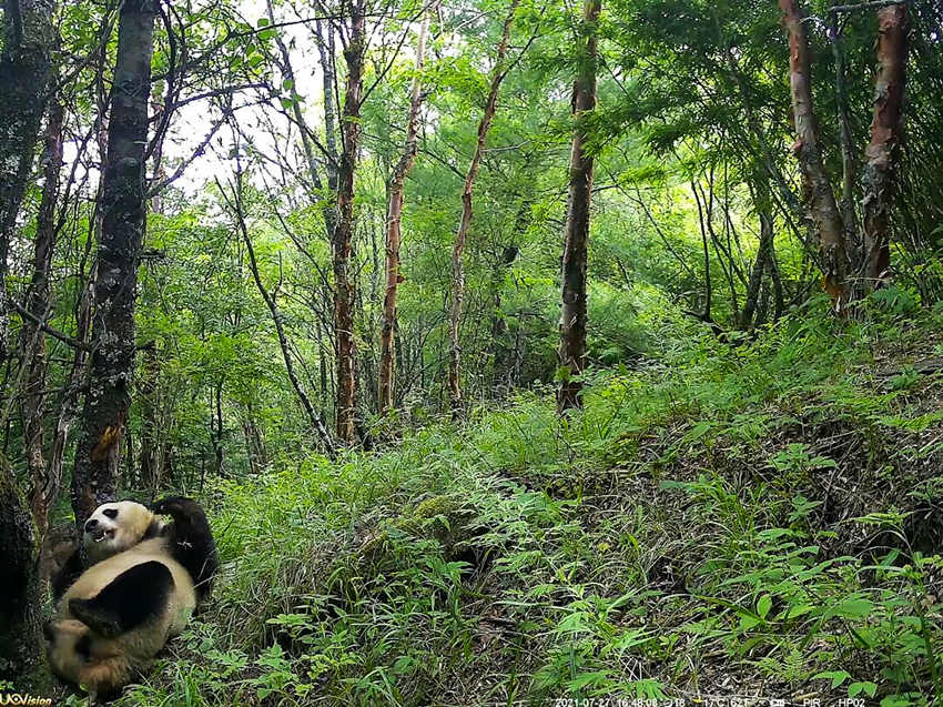 紅外相機(jī)拍攝到的野生大熊貓。平武縣融媒體中心供圖