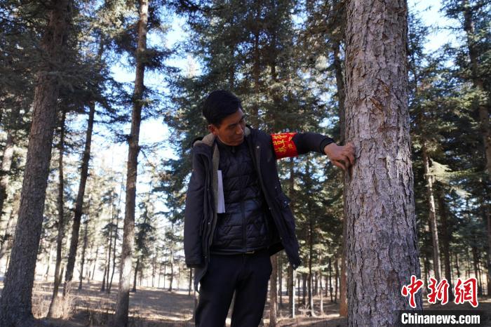 圖為桑杰加檢查林場(chǎng)樹木是否有病蟲害?！●R銘言 攝