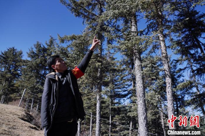 圖為桑杰加介紹林場(chǎng)樹木?！●R銘言 攝