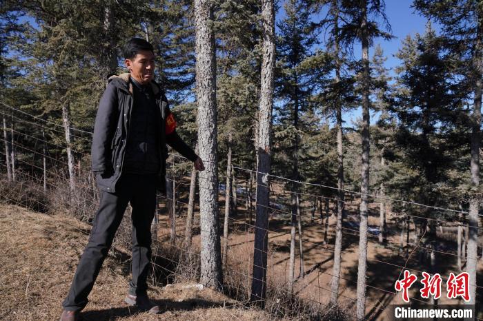 圖為桑杰加檢查林場(chǎng)防護(hù)網(wǎng)。　馬銘言 攝