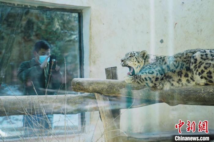 圖為雪豹“奶爸”史壽軍正在直播?！●R銘言 攝