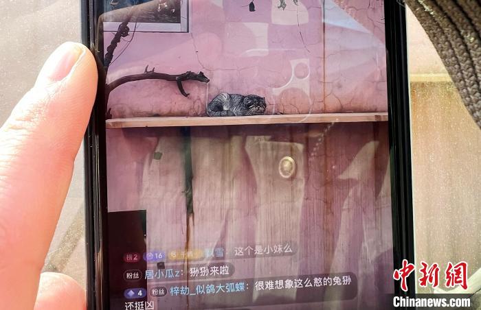 圖為雪豹“奶爸”史壽軍正在直播?！●R銘言 攝