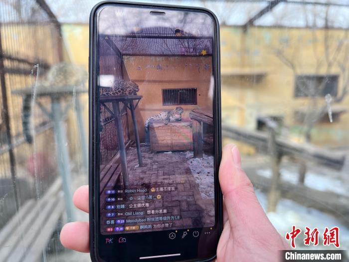 圖為雪豹“奶爸”史壽軍正在直播。　馬銘言 攝
