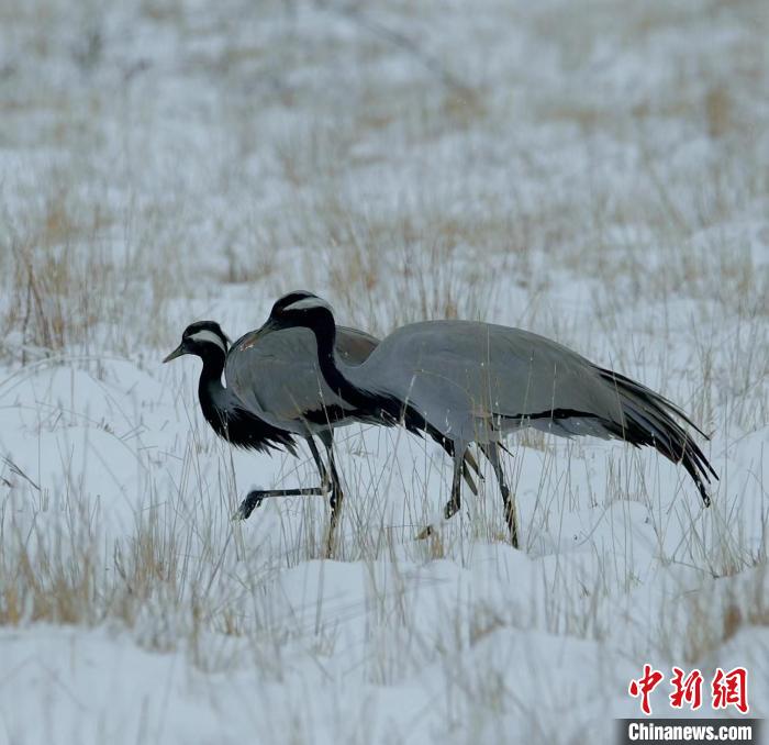 在若爾蓋濕地的蓑羽鶴?！∩袞|機(jī) 攝