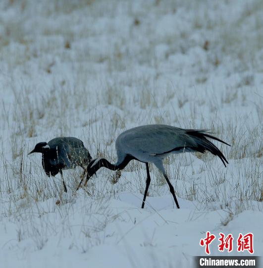 在若爾蓋濕地的蓑羽鶴?！∪魏吻?攝