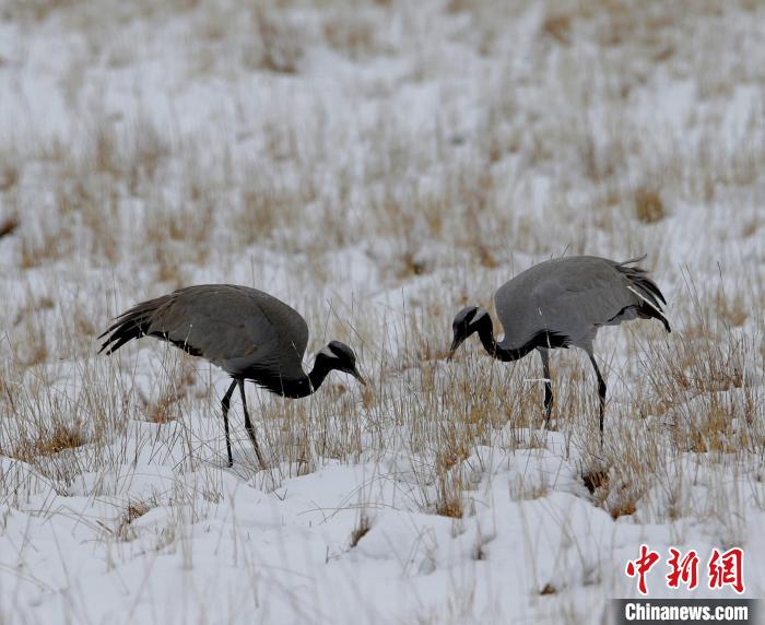 在若爾蓋濕地的蓑羽鶴?！∪魏吻?攝