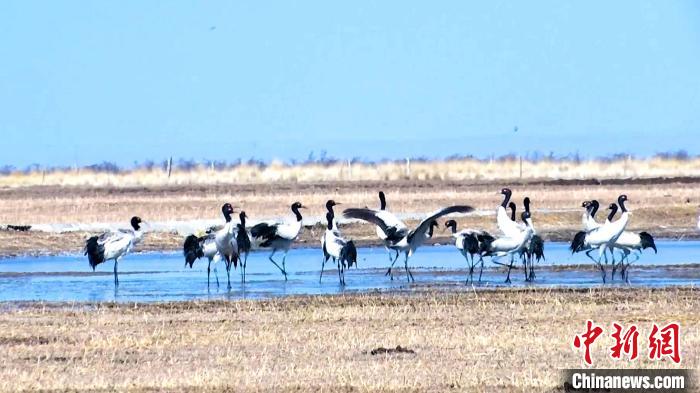 圖為成群的黑頸鶴“翩翩起舞”?！‘?dāng)智 攝