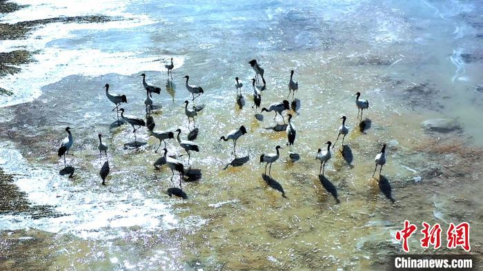 圖為黑頸鶴群駐足休憩?！￡惷髡?攝