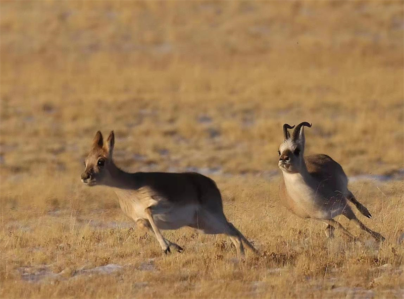 藏羚羊。圖片來源：農(nóng)牧民大自然攝影隊