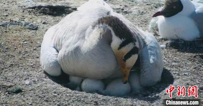 圖為斑頭雁孵蛋。　綠色江河 供圖
