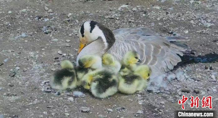 圖為斑頭雁母親和孩子們?cè)谝黄??！【G色江河 供圖