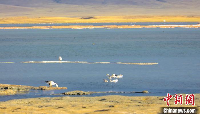 圖為斑頭雁在班德湖中休憩?！【G色江河 供圖