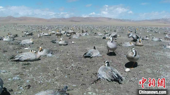 圖為斑頭雁在空地上孵蛋?！【G色江河 供圖