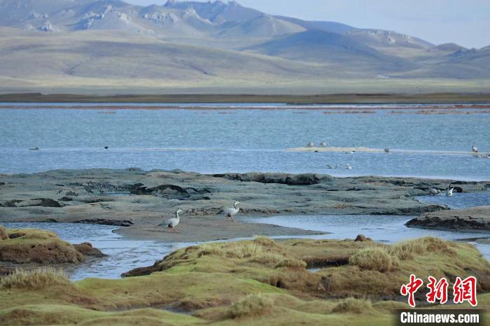 圖為斑頭雁在班德湖中覓食?！【G色江河 供圖