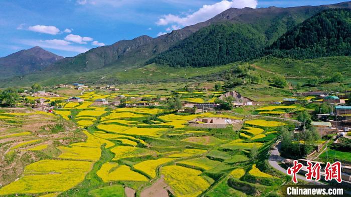 圖為加吾鄉(xiāng)的油菜花?！￡P卻才讓 攝