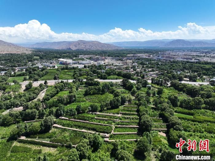 航拍貴德縣黃河岸畔綠意盎然?！●R銘言 攝