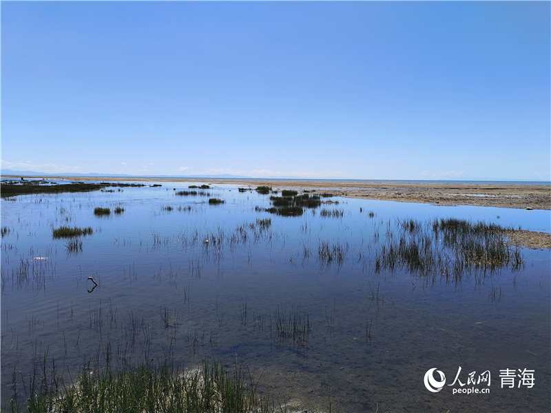  青海湖仙女灣。人民網(wǎng) 張莉萍攝