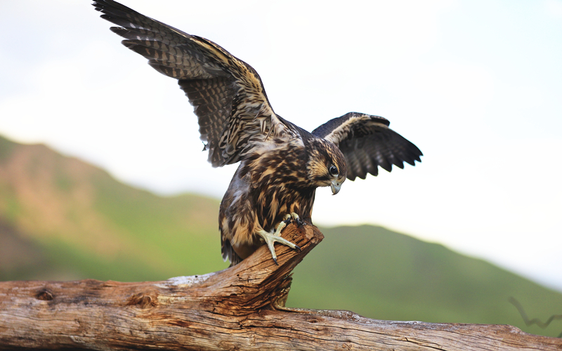 獵隼。江文江措攝