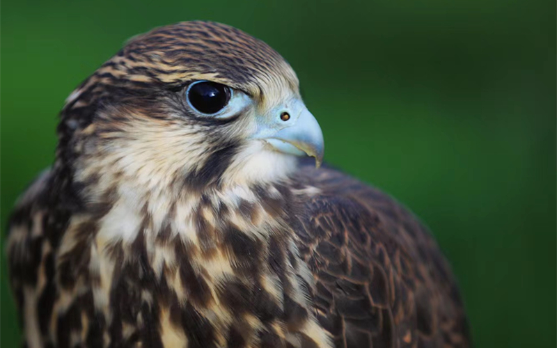 獵隼。江文江措攝