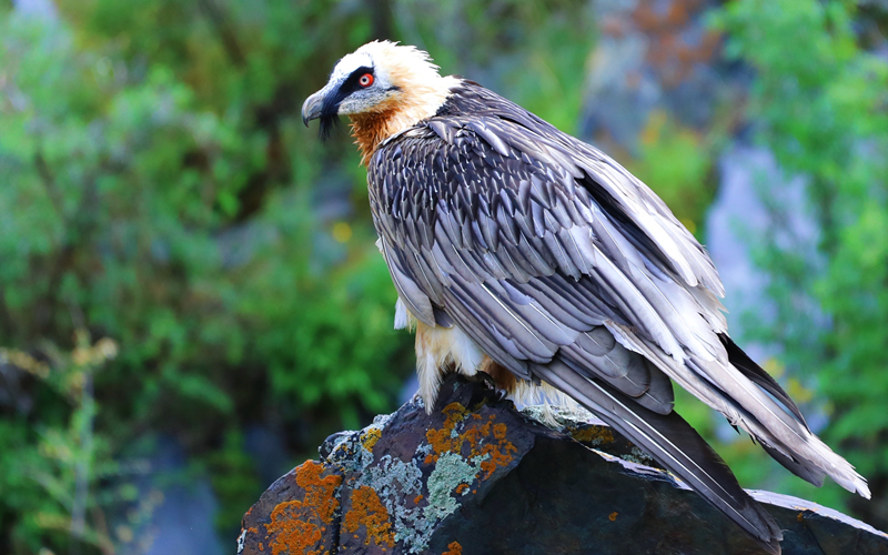 胡兀鷲。江文江措攝