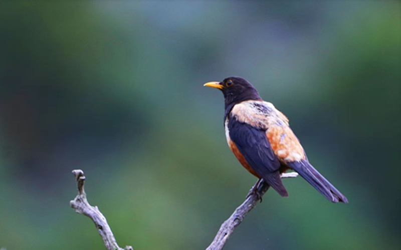 棕背黑頭鶇。江文江措攝