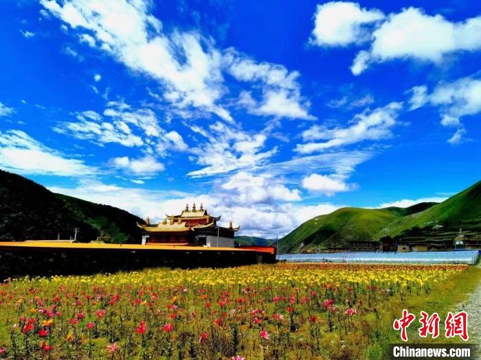 近百畝百合花競相開放，景色誘人。　壤塘縣委宣傳部供圖