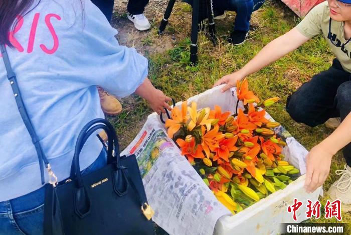 村民采摘百合花?！∪捞量h委宣傳部供圖