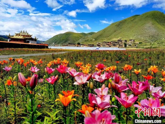 近百畝百合花競相開放，景色誘人?！∪捞量h委宣傳部供圖