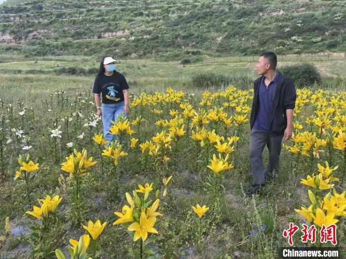 村民采摘百合花?！∪捞量h委宣傳部供圖