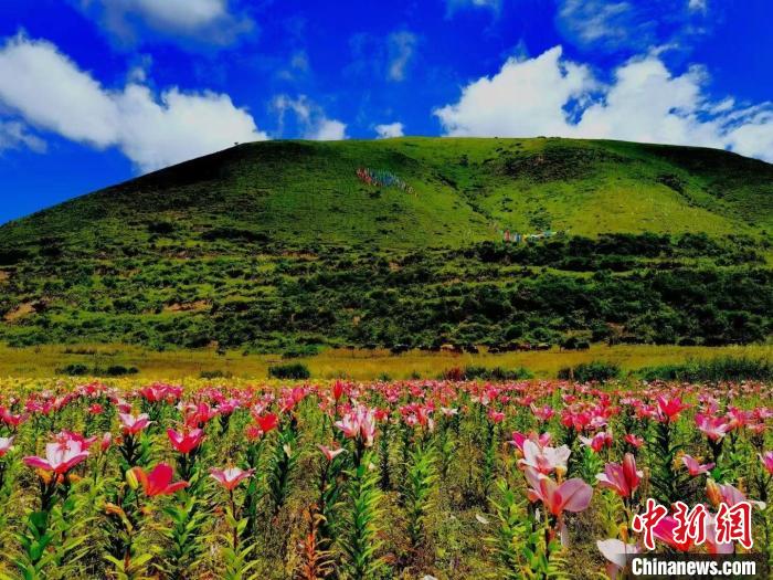 近百畝百合花競相開放，景色誘人。　壤塘縣委宣傳部供圖