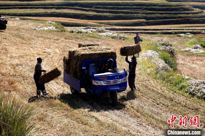 圖為飼草晾曬、打捆。　馬芝芬 攝