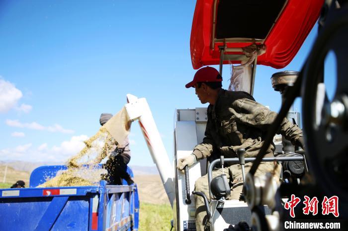 圖為飼草收割?！●R芝芬 攝