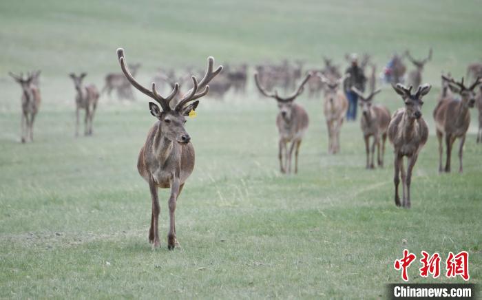 2022年夏日時(shí)節(jié)，甘肅張掖市肅南縣祁連山下的馬鹿養(yǎng)殖基地。(資料圖) 楊艷敏 攝