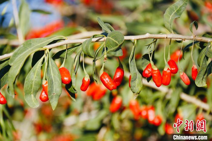 圖為柴達木盆地有機枸杞?！O睿 攝