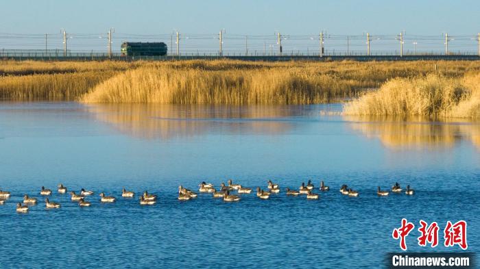 圖為多種野生鳥類在湖中游蕩?！『螁⒔?攝