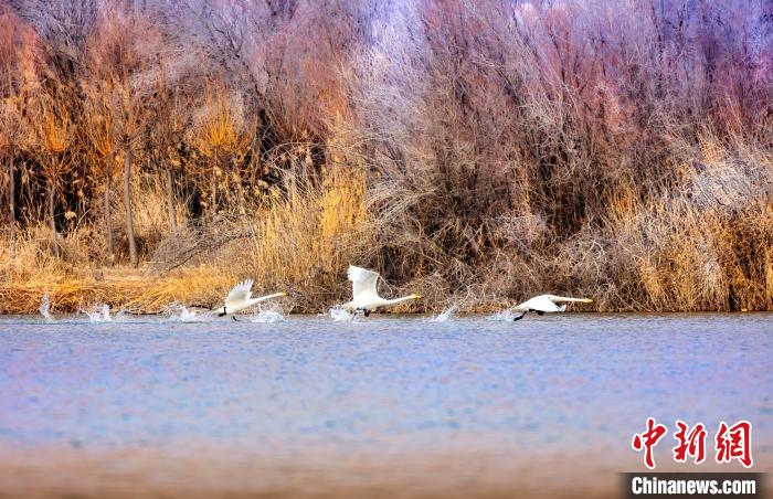 圖為起舞的天鵝與碧波蕩漾的湖面相映成趣?！『喖s 攝