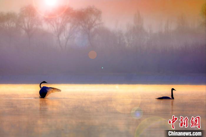 圖為天鵝在湖面嬉戲?！◇泱憔?攝