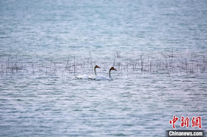 圖為天鵝在湖面嬉戲。　筱筱君 攝