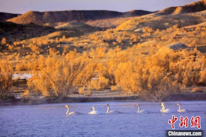 圖為黃河岸畔貴德縣迎來天鵝“做客”?！◇泱憔?攝