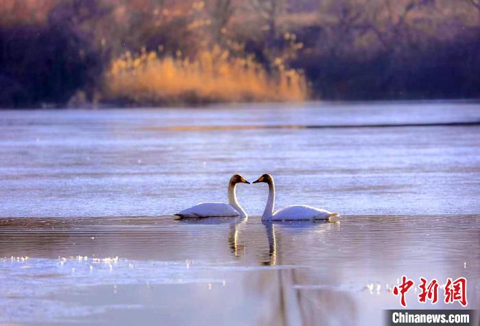 圖為天鵝在湖面嬉戲?！◇泱憔?攝