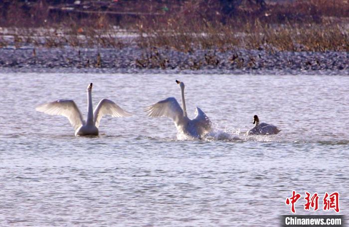 圖為黃河岸畔貴德縣迎來天鵝“做客”?！◇泱憔?攝