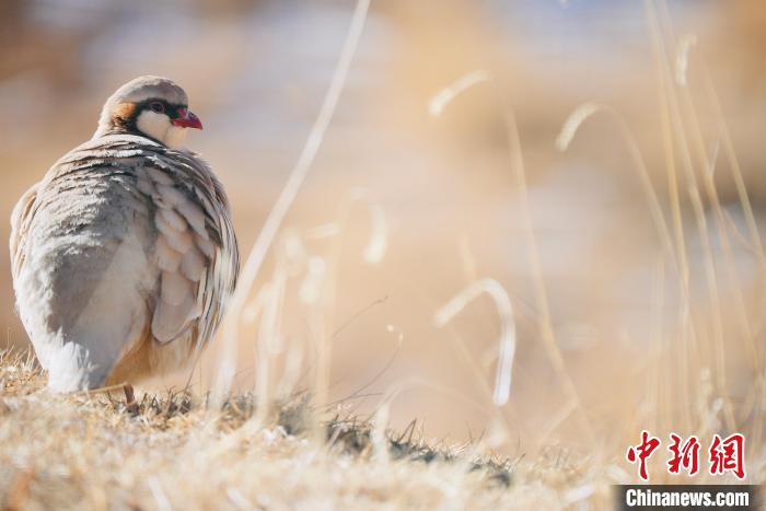 圖為都蘭縣境內(nèi)的鳥類。　拉毛杰 攝
